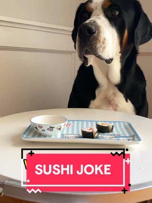 Wasabi or not to be? 🍣 #fyp #fypシ #foryourpage #dogs #dadjokes #fridayfunnies #dogsoftiktok #swissy #fosterpuppy #fosterdog #dogvideos #funnydogs  Audio: @Icey-Tek USA 