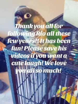 Thank you birby fans!!! If youre happy and you know it just say BEEP!!! We love you all! Rio is watching from heaven! #greencheekconure #thankyoutiktokfriends 