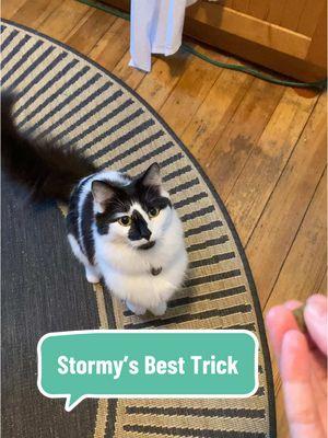 My little genius! Past cats would have laughed at me if I demanded a circus act for one treat. Same username on 📷 if anything happens here still. #cattok #catsoftiktok #funnycatsoftiktok #funnycats #cattricks #cattrick 