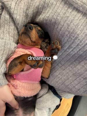 life of a doxie puppy #dogsoftiktok #minidoxie #doxielife 