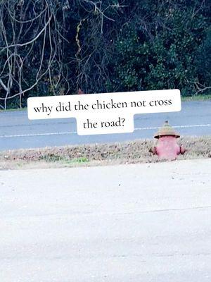 this was the highlight of my day yesterday. seen a chicken across the road from #countryboysrestaurant which is......you guess it a fried chicken place! #creatorfund ##funnyvideos #humor #chickencrossingtheroad #restaurant #manylouisiana #louisiana #rhodeislandred