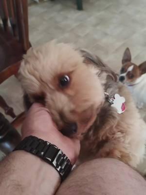 he is pretty cute. #harley #dorkie #dorkiesoftiktok #dorkiedog #cute #cutedog 