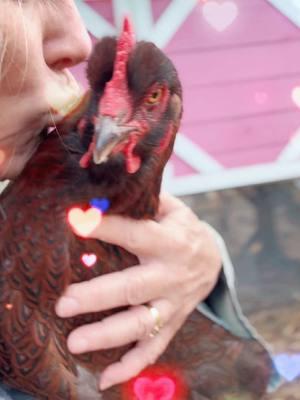 Hanging With My Homie #chicken #chickens #hen #henlife #homies #chickensoftiktok #chicktok  #hentok #partridgecochin #lucilleball #backyardvibes #backyard #backyardchickens #coop #cooplife #cuddles #featheredfriends #fypchickens #fyp #fypシ #foryoupage #foryourpage #tonkathemalamute #monroethehusky #mygirl #cutechickens #beautifulgirl #beautifulchicken #farmlife #CapCut 