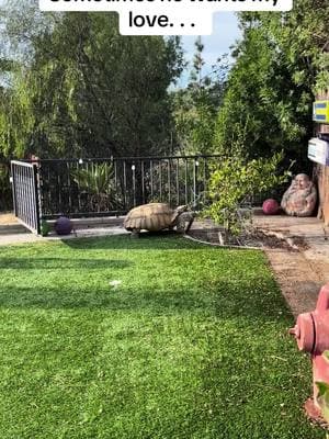 But only for a minute 😂#africansulcata #bulldozer #aggressivetortoise #dinosaur #destructive #Love #nope 