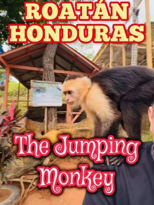 Fun Jumping Monkey and Macaws in Manawakee Park in Roatan Isle Honduras  #cruisetips #cruiselife #carnivaljubilee #cruisewithblake #cruisetips #cruiseport #roatanhonduras🌴🇭🇳 #coxenhole #royalcaribbean #carnivalcruise 