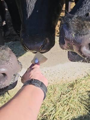 found this in my drafts.  figured I'd the app is going away and i can't save videos might as well post them.  inedible cookies. even some of the cattle agree. I miss summer but not the flies. #cattle #cows #cookie #snacks ##snackies #SnackTime #cowsnacks #treatdealer #snackdealer ##blackangus #treats #farmlife #farmer #cattlefarm 