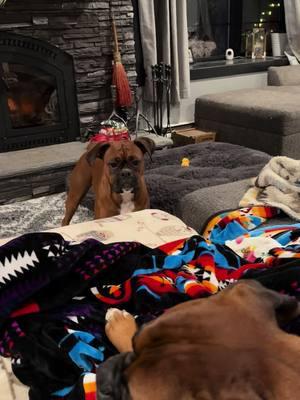 I wonder if Luna thought she was doing a sneak attack #zeustheboxerdog #lunatheboxerdog #boxersrule #boxerlife #boxerlove #boxerdogsoftiktok #boxerlovers #boxerlife #boxerlove #boxerdogsoftiktok #boxerlovers #boxers 