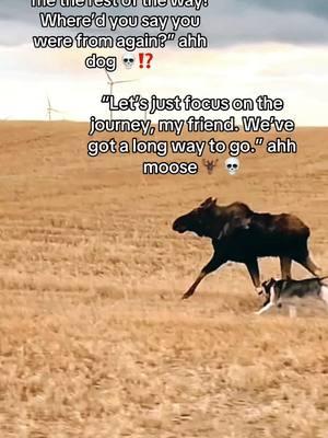 #dog #fyp #fypp #fypシ #viral #ahh #dogsoftiktok #fypage #httyd #friends #run #field #moose #emotional #blowthisup #viralsound 