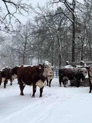 #hereford #farmtok #herefordcattle #herefords #hay #haytok #feed #feeding #cattle #farm #farmlife #bull #work #worktime #country #countrylife #farming #fyp #fypシ 