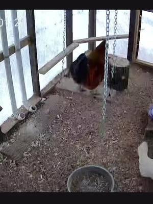 Just a Boy and his swing !😂#SnowDay #ChickensInTheSnow #FreeRangeChickens #FunnyFlock #BackyardChickens #HomesteadingLife 