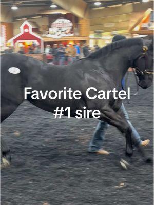 Favorite Cartel Filly!#racing #quarterhorse 