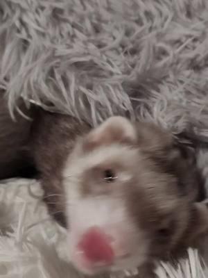 #ferrets #fyp #beforetheban #familyweirdo #ferretsoftiktok #dowhatido 