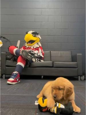 Rivalry renewed. #capitals #penguins #hockey #mascot #NHL #puppy 