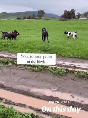 #onthisday Sophie says “no thanks” #camp_house #dogs #doglife 