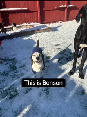 When Benson met Charlie! A story of 2 dogs, becoming best friends or as we say Homies! #dogsoftiktok #mydogismyhomie #dogdaycare #dogtok #cute -#friday 