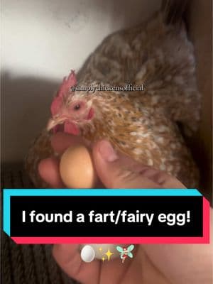 Teeny tiny fart/fairy egg in my nesting box! If you find one in your coop, don’t worry it’s just a glitch in a hens reproductive system. 🥚✨🧚🏻‍♀️  #chickensoftiktok #fart #egg #fairy #shewasafairy #chickens #farmlife #homestead #eggs #glitch #fyp 