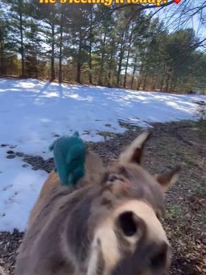 He’s really loving that piggy! Makes me dizzy just watching him!! ❤️🫏🥰#donkeys #happy #joy #pets #PetsOfTikTok #animalsfunny #pettricks #crazyanimals #MentalHealth 