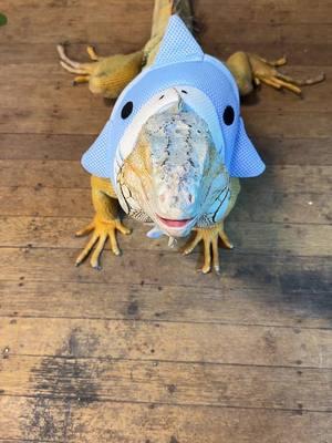 Izzy doesn’t mind the cone of shame. The shark cone was from Salem when she got fixed but Izzy wanted to dress up. #iguana #iguanasoftiktok #lizardsoftiktok #reptilesoftiktok #reptiles 