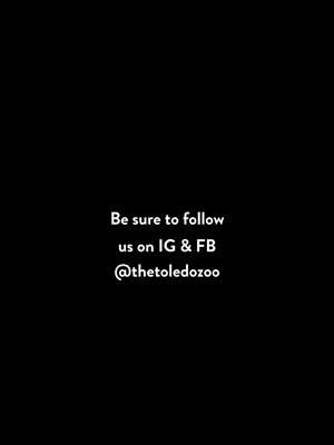 Follow us on our other platforms💔 Link in bio or search: TheToledoZoo #toledozoo #toledoohio #zooanimals #goodbyetiktok #byetiktok