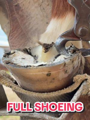 Full Horse Hoof Shoeing #horses #farrier #massfollowing #massfollowing🔥🔥 #animals #spirit #equestrian #hoofcare #oddlysatisfying #cowboy #veins #dragonforce 