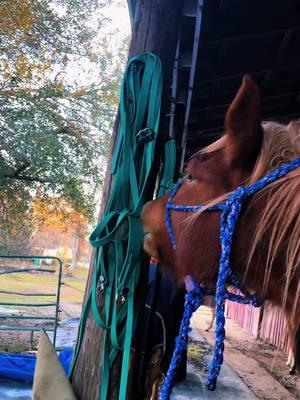 #mustang #curlyhorse #chloe #blmmustang #chestnutmare 