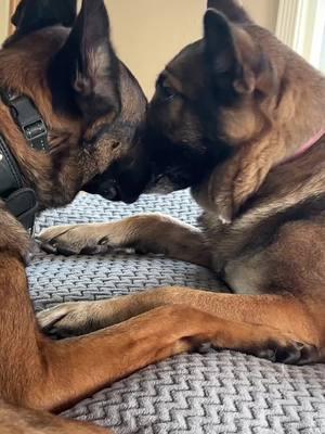 Athena said F being good 🤣🤣🤣… #maddoxworld #athenaworld #dogtok #dogsoftiktoktiktok #belgianmalinoisoftiktok #germanshepherd #germanshepherdsoftiktok 