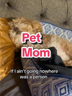 If I ain’t going nowhere was a person. #PetsOfTikTok #pettok #shihpoo #viralpets #viralpetsoftiktok #shitzu #minipoo #minipoodle #nolaroyalqueenie #esa #emotionalsupportanimal #emotionalsupportdog #petmom #petlovers #dogsogtiktok #creatorsearchinsights  #NewYearNewAura  