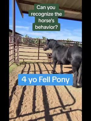 Can you recognize the horse's behavior? Come find me on the other apps. Click the bio link  #alternativehorsemanship #horse #horsebehaviour #horsebehavior