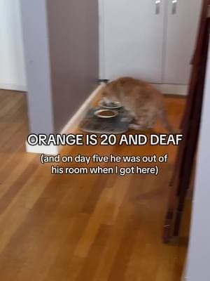 Orange the cat is 20 years old and deaf and I'm his new catsitter. He's also very angry at me. If you’re new here, days 1-4 are in the Orange playlist for you to catch up on our journey.  We’re making some amazing progress on day five even though I was startled to find him out of his room and had no idea what I was going to be met with. But you’ll see I quickly knew my place and went to the one spot I always go to when he’s out of his room.  I met Orange with his mom two days before she left and he was fine, but he was definitely not fine on our first few day together. We have 12 days together - two visits a day. And we’re all loving this journey. #screamingcat #catmeowing #catscreaming #catsitter #orangecats