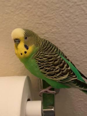 Parakeets For Beginners  #budgie #parakeet #budgielife #parrotmama #parrotsoftiktok #petbird #parakeetbird #birdtiktok #birdsounds #birddancing #parrotmama