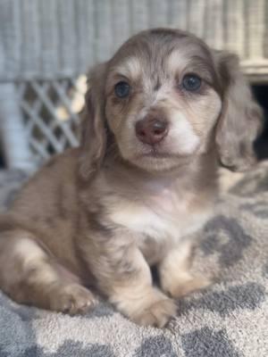 This little girly is such a beauty! 🩷 #minidachshund #miniaturedachshund #dachshund #dachshundpuppy #puppytok #puppies #dachshundpuppies #doxie #doxies #fyp #foryou #foryoupage #dogtok #dachshundsoftiktok #dappledachshund #dappledoxie 