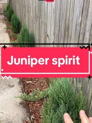 Learning the lessons with the plant spirit juniper, and the ancestors teaching me how to cleanse and heal and ancestral curses by just gardening, grounding and moving my emotions into the Earth with movement & labor. #juniper #plantspirit #plantspirithealing #ancestorwork #ancestors #gardening 