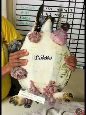 “Jesus” is going to be released from Sombrero Beach Marathon, Florida on Sunday. ❤️‍🩹🐢 Jesus was found struggling at the surface with a heavy load of Fibropapillomatosis tumors off of Key West in May of last year. Jesus was rescued and taken to The Turtle Hospital for treatment. Treatment included tumor removal surgeries, wound care, antibiotics, fluids, and vitamins. 🚑 Jesus was strong and is now healthy and ready to return to sea! The Turtle Hospital ambulance will arrive at Sombrero Beach on January 19th with the marine turtle at 3:15 PM and the release will be at 3:30 PM See you there! 🏝️ #greenseaturtle #green #greenturtle #disease #FP #tumor #rescuerehabrelease #seaturtlerescue #turtle #turtlehospital #marathonturtlehospital #theturtlehospital #sea #seaturtle #seaturtles #science #nature #ocean #beach #seaturtlehospital #seaturtlerehab #wildlife #animals #fyp #seaturtlelove #savetheturtles #STEM #floridakeys #education #patient #connectandprotect #compassioniscontagious #animaltiktok #turtletok 