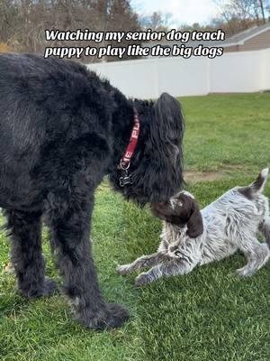 Penny is a BIG girl now🤣 thought you might like to see how she is a year later 😊 #thenvsnow #GlowUp #sillydogs #happydogs #dawgzpetz 