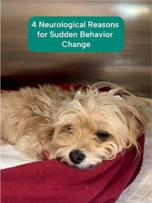 Sudden behavior changes in your dog aren’t just quirks—they could be signs of something more serious. Here are 4 neurological reasons that might explain your pup’s personality shift: 🧠 Brain Inflammation: Often autoimmune, this can cause symptoms like seizures, stumbling, or blindness. 🧠 Chiari-Like Malformation: A genetic condition that leads to pain, phantom scratching, or limb weakness. 🧠 Stroke: Sudden weakness, circling, or balance issues may point to a stroke. 🧠 Brain Tumors: One of the most common neurological conditions in older pets, with symptoms like seizures, wobbliness, or compulsive circling. If your dog is showing sudden, unexplained changes in behavior, don’t wait—consult with a veterinary neurologist to find answers and a path forward. #stroke #braintumor #braininflammation #chiarimalformation #neurology 