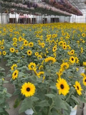 #sunflowers #springtime #greenhouse #plantlovers #pnw #pnwbeauty #springplants #beautifulplaces 