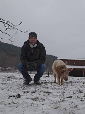 Friday with Baby Jones  #broomeanimalsanctuary #veganfortheanimals #choosecompassion #animalsanctuary #friendsnotfood #pigsoftiktok #pigtok @Broome Animal Sanctuary @GregTonian 