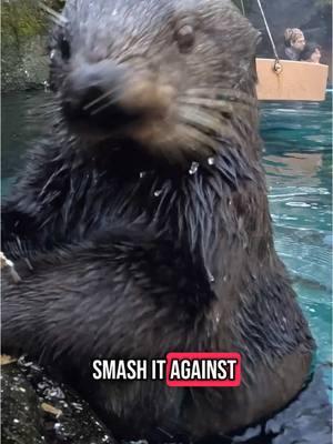 How to properly eat an oyster  #otter #oyster #smash #animals 