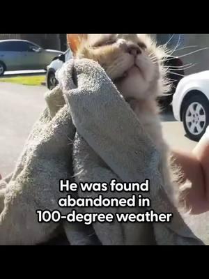 Cat Abandoned in 100-Degree Weather Melts In His Rescuer’s Arms  #Cat #abandoned #degree #Weather #melts #rescuers 