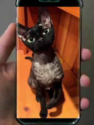 thank you for a wonderful two years, yoko will still be on YouTube.. nothing can replace tiktok though #devonrex #cat #kitten #yokokat #tiktokban #catsoftiktok #sad 