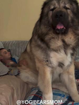 Yogi loves to play fight & wrestle my husband. #yogibearsmom #guarddog #caucasianovcharka #caucasianshepherd #russianbeardog #giantdog #georgianshepherd #itsnotoveryet #tiktokban #supremecourt #followusformore #weloveyou 