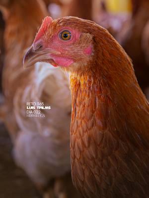 Dia 022 reto de 365 dias reto para fotografos. una foto por cada dia 365 dias. Gallinas ponedoras. presupuesto para 500 dallinas ponedoras. que comen las gallinas ponedoras. gallinas ponedoras en venezuela. #fotografia #reto365días #luistfilms365dias #sesiondefotos #fotosgratis #fotostiktok #venezuela #photography #fotografo #povphotography #gallinasponedoras #huevos #granjadegallinas #emprendimiento #nuevoemprendimiento