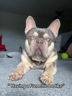 #frenchiesoftiktok #frenchiebehavior #frenchiesoverload #frenchbulldogsoftiktok 