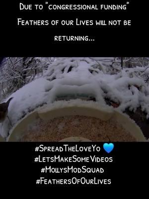 #LetsMakeSomeVideos #FeathersOfOurLives #MollysModSquad - TY to the wonderful BeeFamily for this beautiful voice over! @MollybMommy @Brad_InTheModSquad @Melody @MuffinMan_InTheModSquad 