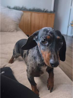 What is personal space? 😅 #minidachshund #minidappledachshund #Rue #puppytiktok #canipetthatdog #mybaby #spoiled #nopersonalspace #needy #ruerue #Georgia #georgiafootball #mompayattention #dogmom 