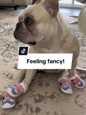 Feeling fancy in my shoes! #frenchbulldog #cremethefrenchie #dog #frenchielover #PetsOfTikTok #frenchielover #frenchie #dogshoes #dogvlog 