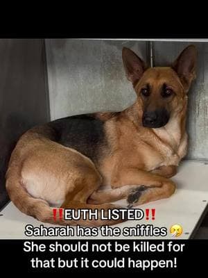 **ON EUTH LIST: CAN BE KILLED AT ANY TIME** SAHARAH - ID #A813445 (available 1/8/25) **MEDICAL WAIVER REQUIRED (sneezing & nasal discharge)** Located: Devore Shelter Description: I am a brown and black, unaltered female, who looks like a German Shepherd Dog mix. Age: I am estimated to be 1 year old. More Info: I am in kennel D 34. I have been at the shelter since Jan 03, 2025. I was found near Cherry Ave X Straight Rd in Fontana. Shelter information Location: San Bernardino County - Devore Shelter Phone Number: (909) 386-9820 Address: 19777 Shelter Way Devore, CA 92407 Rescue coordinator email:  SBAC.rescue@dph.sbcounty.gov #rescuingsaveslives #fosteringsaveslives  #devoreshelter #devoreanimalshelter #devoreshelterdogs #spayandneuter  #microchipyourpets #fyp #foryourpage #foryoupage #help #rescue #la #sandiego #sanbernardino #cali #california #urgent #euthlisted 