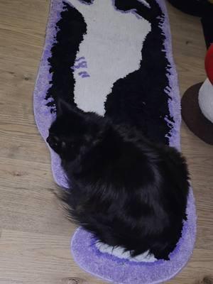 omg so cute! #rug #catrug #homedecor #TikTokShop 