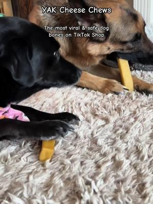 Only 2 ingredient’s! When they get to the end of the bone, pop it in the microwave and it turns into a cheese puff! #yakcheese #yakchews #dogbone #dog #treats #dogtok #dogsoftiktok #viralproducts #fyp 