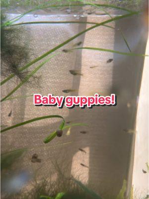 Woke up to a fresh batch of guppy babies #aquarium #fishtank #plantedtank #plantedaquarium #guppy #guppies #guppytank #aquariumhobby 